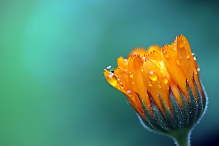 oranssi kukka, jonka terälehdillä on kastehelmiä